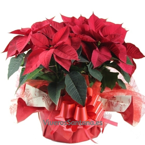 Composición flores de Navidad