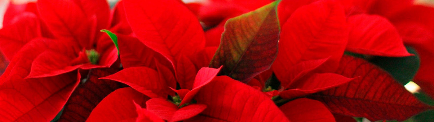 Floristería Navidad